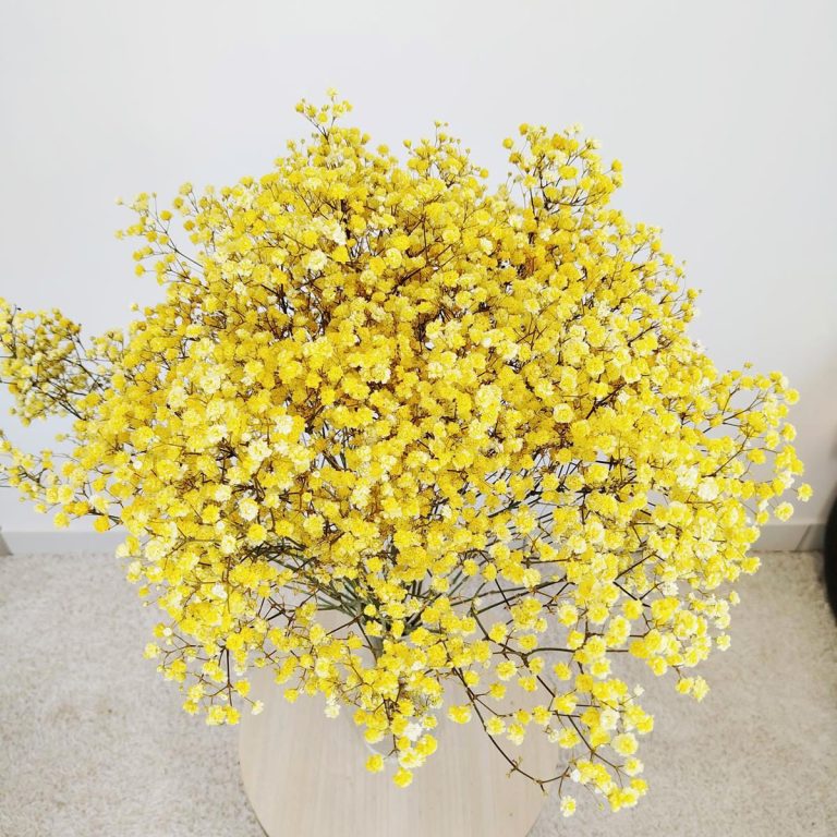 Gipsówka stabilizowana wiecznie żywa żółta duży bukiet