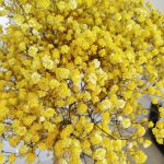 Gipsówka stabilizowana wiecznie żywa żółta duży bukiet