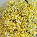 Gipsówka stabilizowana wiecznie żywa żółta duży bukiet