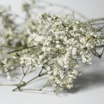 Gipsówka suszona biała