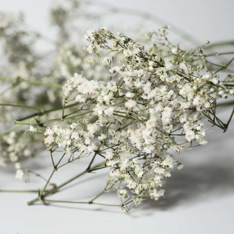 Gipsówka suszona biała