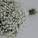 Gipsówka żywa gotowy bukiet Biały duży