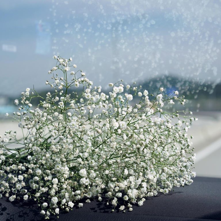 Gipsówka żywa gotowy bukiet Biały duży