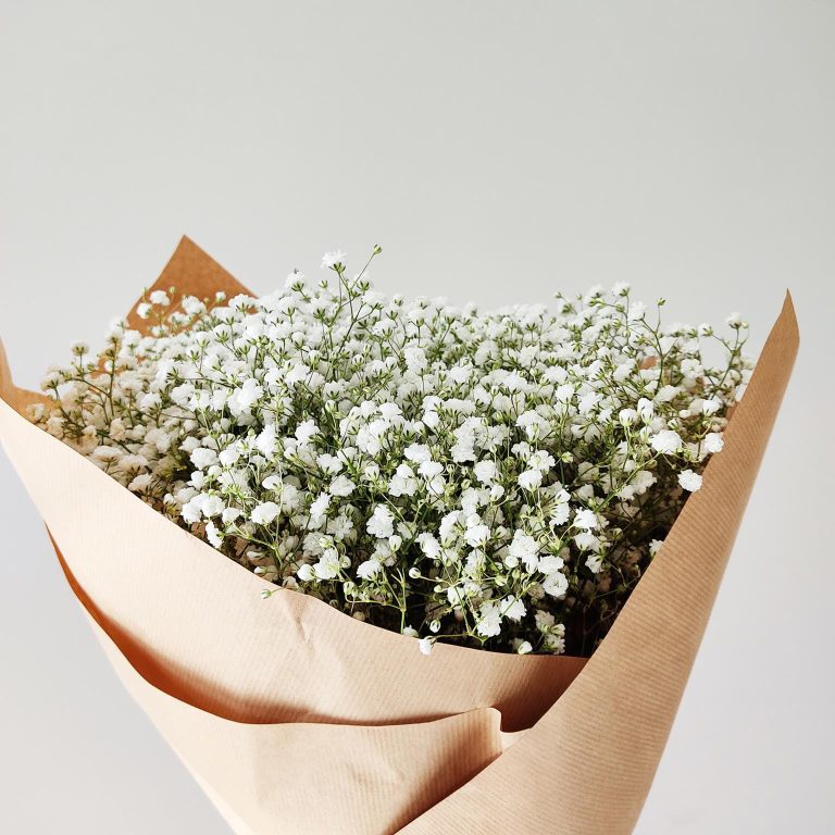 Gipsówka żywa gotowy bukiet Biały duży