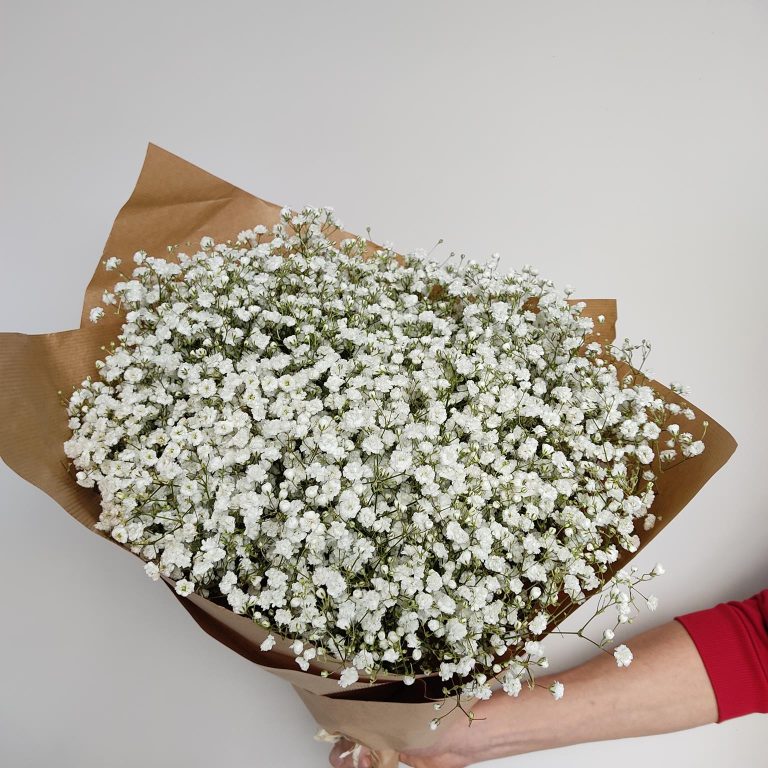 Gipsówka żywa gotowy bukiet Biały duży