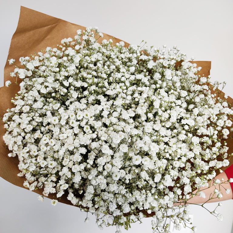 Gipsówka żywa gotowy bukiet Biały duży