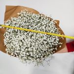 Gipsówka żywa gotowy bukiet Biały duży