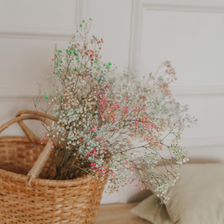 Gipsówka suszona biała