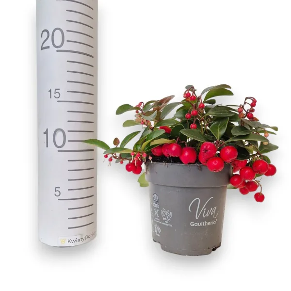 Golteria rozesłana (Gaultheria Big Berry) 15cm