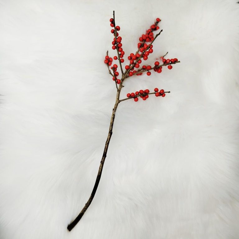 Ostrokrzew czerwony - Ilex żywa gałązka (Ilex Ve Rode Bes) 60cm 1szt.