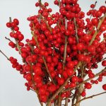 Ostrokrzew czerwony - Ilex żywa gałązka (Ilex Ve Rode Bes) 60cm 1szt.