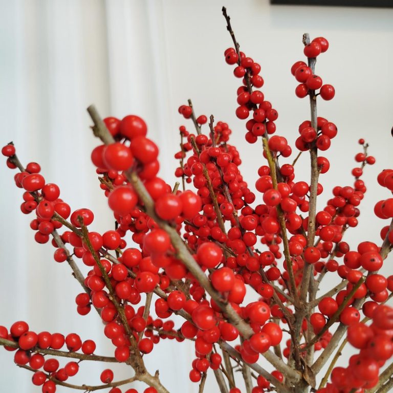 Ostrokrzew czerwony - Ilex żywa gałązka (Ilex Ve Rode Bes) 60cm 1szt.