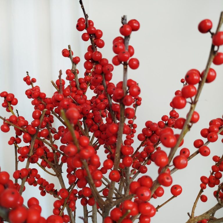 Ostrokrzew czerwony - Ilex żywa gałązka (Ilex Ve Rode Bes) 60cm 1szt.