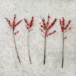 Ostrokrzew czerwony - Ilex żywa gałązka (Ilex Ve Rode Bes) 60cm 1szt.