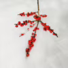 Ostrokrzew czerwony – Ilex żywa gałązka (Ilex Ve Rode Bes) 60cm 1szt.