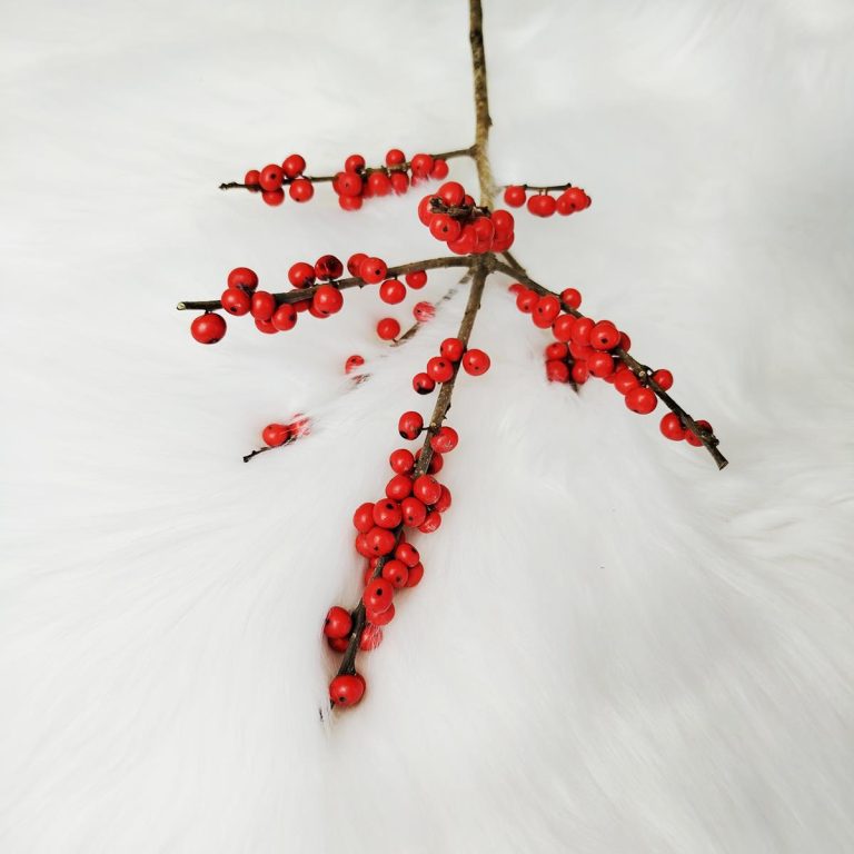 Ostrokrzew czerwony - Ilex żywa gałązka (Ilex Ve Rode Bes) 60cm 1szt.