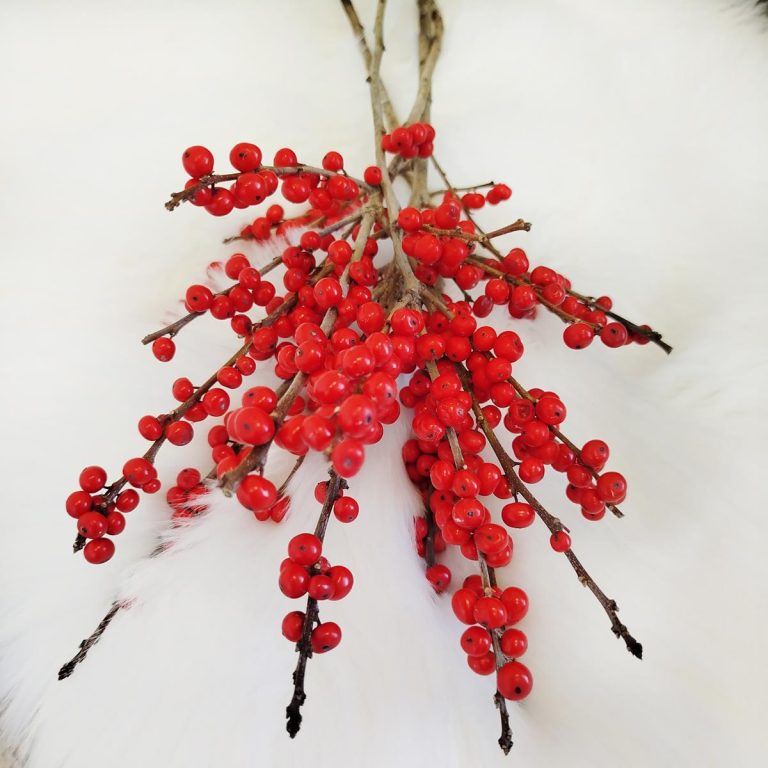 Ostrokrzew czerwony - Ilex żywa gałązka (Ilex Ve Rode Bes) 60cm 1szt.