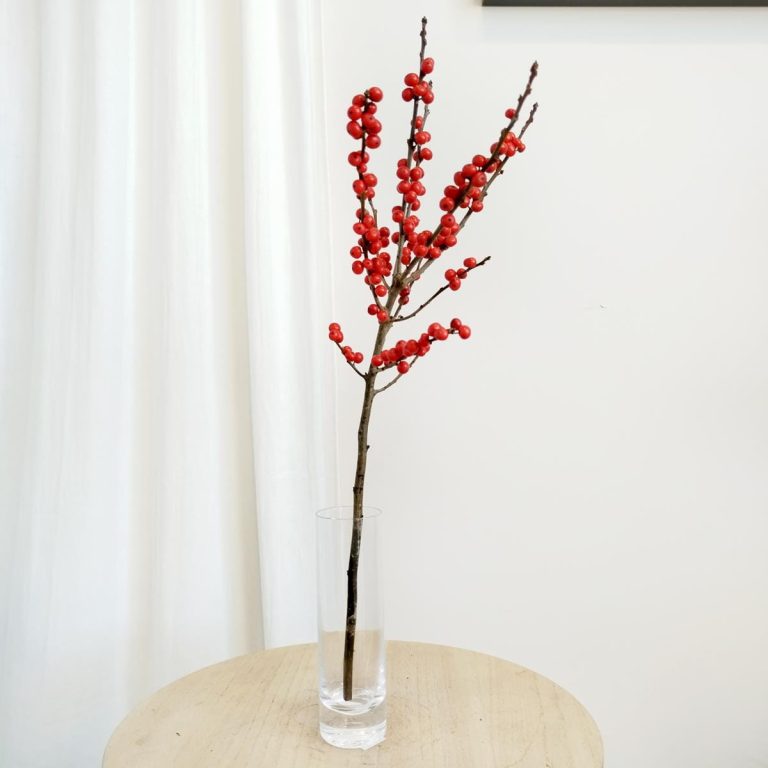 Ostrokrzew czerwony - Ilex żywa gałązka (Ilex Ve Rode Bes) 60cm 1szt.