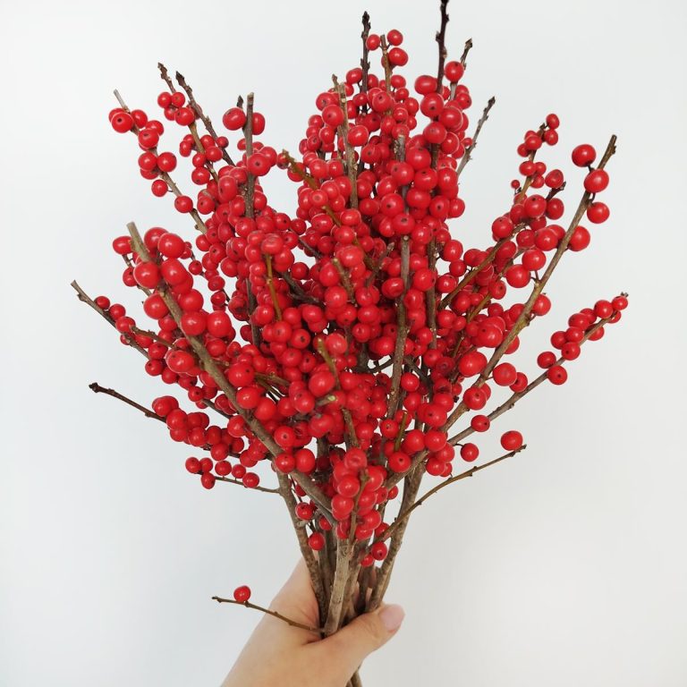 Ostrokrzew czerwony - Ilex żywa gałązka (Ilex Ve Rode Bes) 60cm 1szt.