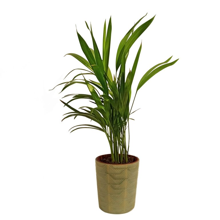 Ceramiczna osłonka wzorzysta musztardowa 12,5cm