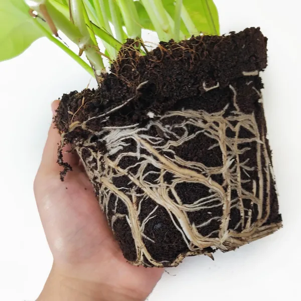 Epipremnum złociste (Epipremnum 'Neon Golden Pothos') 15cm