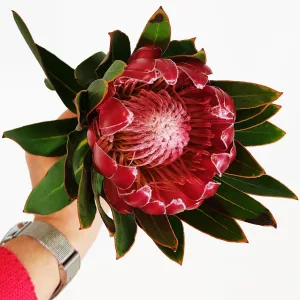 Protea Królewska "Kwiat Prometeusza" Egzotyczny kwiat cięty idealny na prezent