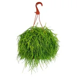 Patyczak, ripsalis (Rhipsalis 'Oasis') 25cm