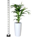 KOMPLET - Palma kentia + donica Lechuza Rondo biała