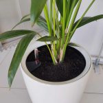 KOMPLET - Palma kentia + donica Lechuza Rondo biała