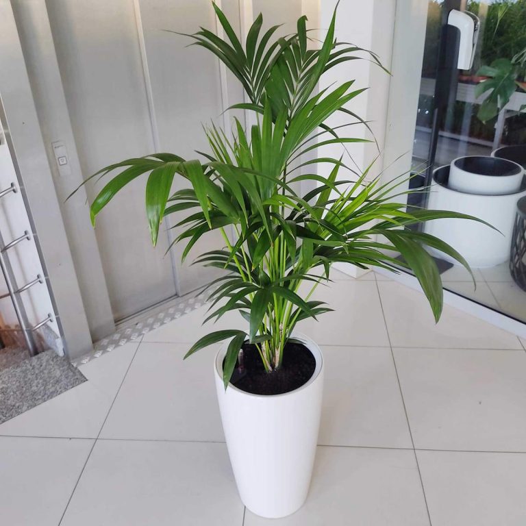 KOMPLET - Palma kentia + donica Lechuza Rondo biała