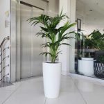 KOMPLET - Palma kentia + donica Lechuza Rondo biała