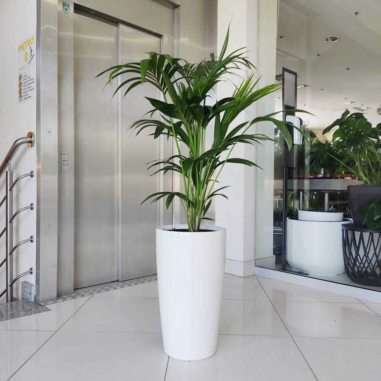 KOMPLET - Palma kentia + donica Lechuza Rondo biała