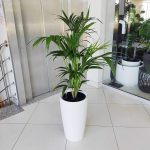 KOMPLET - Palma kentia + donica Lechuza Rondo biała