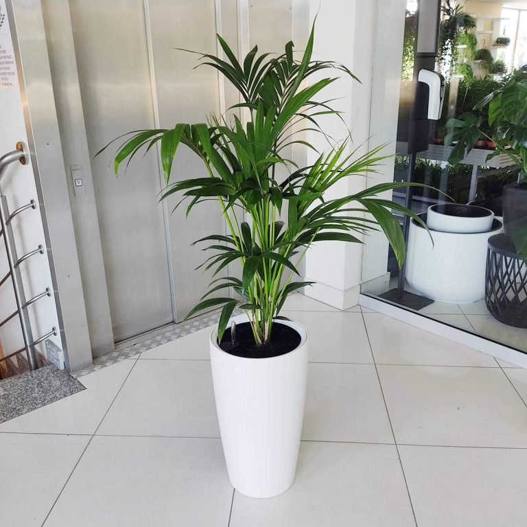 KOMPLET - Palma kentia + donica Lechuza Rondo biała