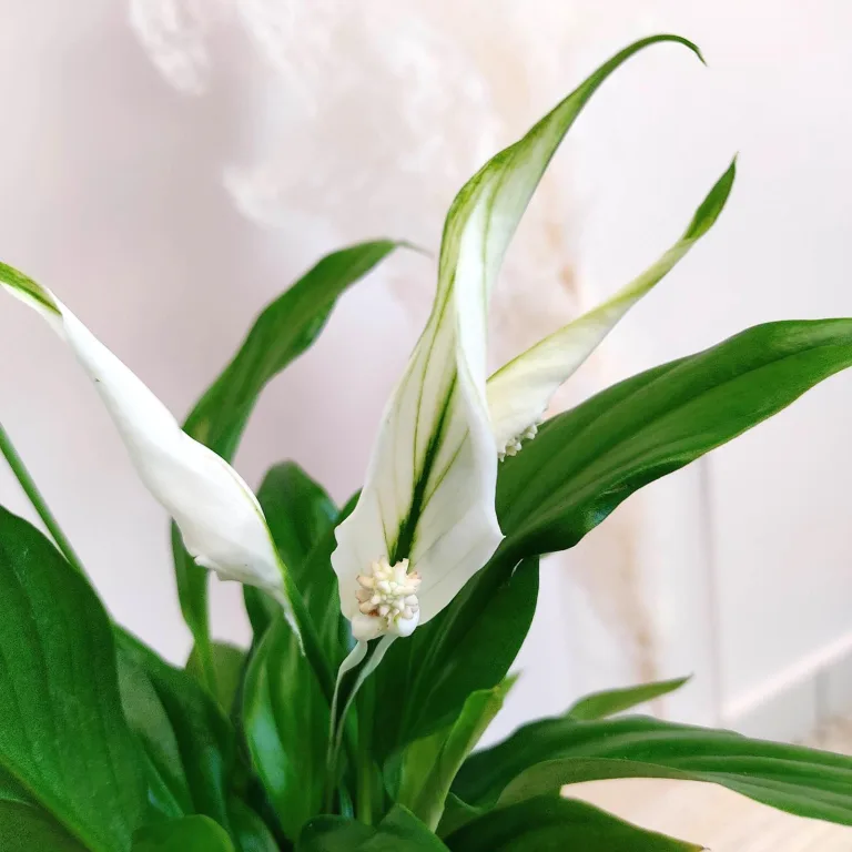 Skrzydłokwiat (Spathiphyllum 'Pearl Cupido) 25cm