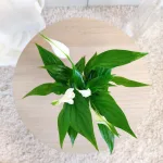 Skrzydłokwiat (Spathiphyllum 'Pearl Cupido) 25cm