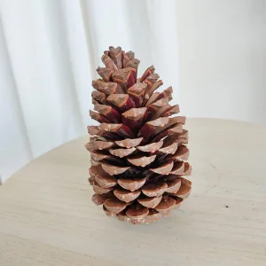 Szyszka Pinus Maritima naturalna