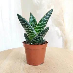 Aloes tygrysi (Aloe variegata) 15cm