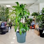 Dracena wonna (Dracaena fragrans 'Massangeana') 150cm