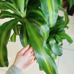 Dracena wonna (Dracaena fragrans 'Massangeana') 150cm