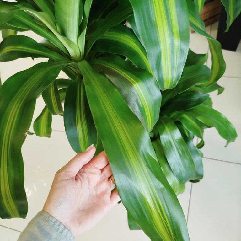 Dracena wonna (Dracaena fragrans 'Massangeana') 150cm
