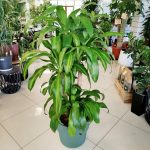Dracena wonna (Dracaena fragrans 'Massangeana') 150cm