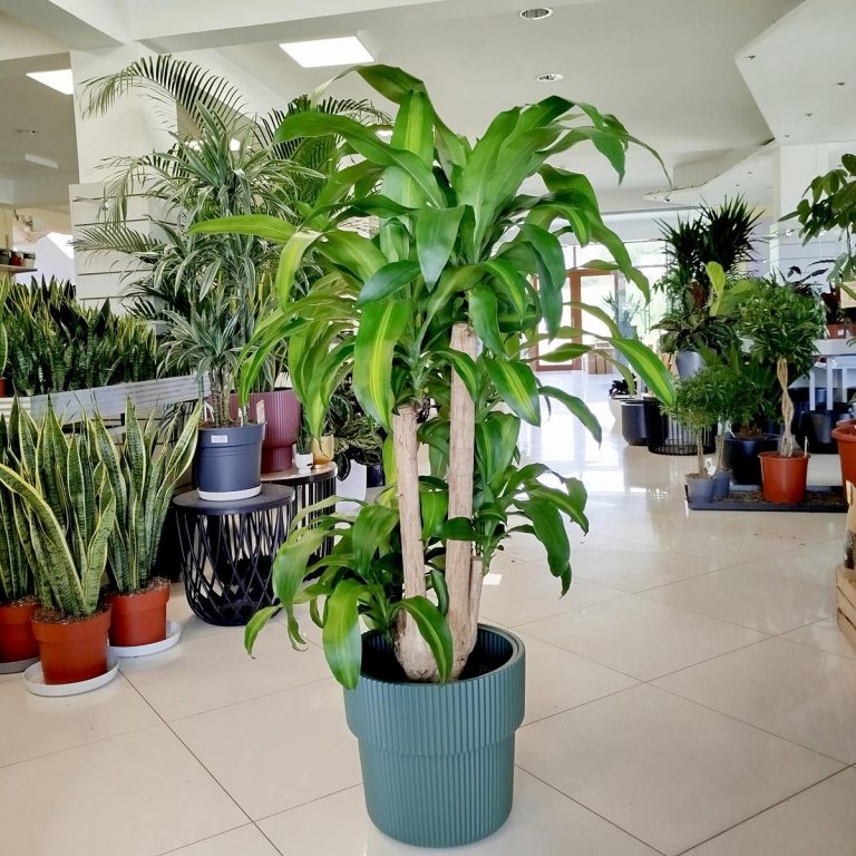 Dracena wonna (Dracaena fragrans 'Massangeana') 150cm