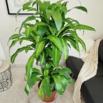 Dracena wonna (Dracaena fragrans 'Massangeana') 150cm