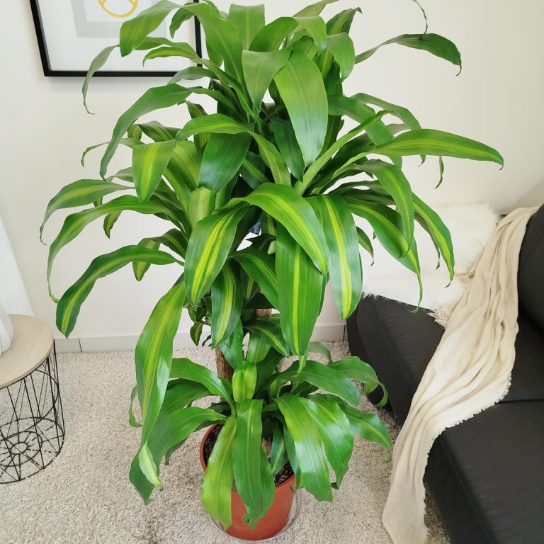 Dracena wonna (Dracaena fragrans 'Massangeana') 150cm