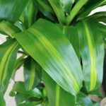 Dracena wonna (Dracaena fragrans 'Massangeana') 150cm