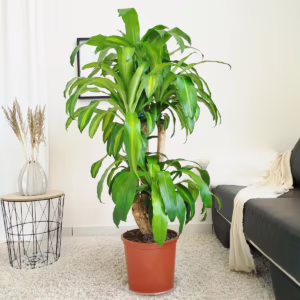 Dracena wonna (Dracaena fragrans 'Massangeana') 150cm
