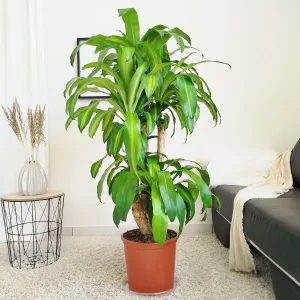 Dracena wonna (Dracaena fragrans 'Massangeana') 150cm