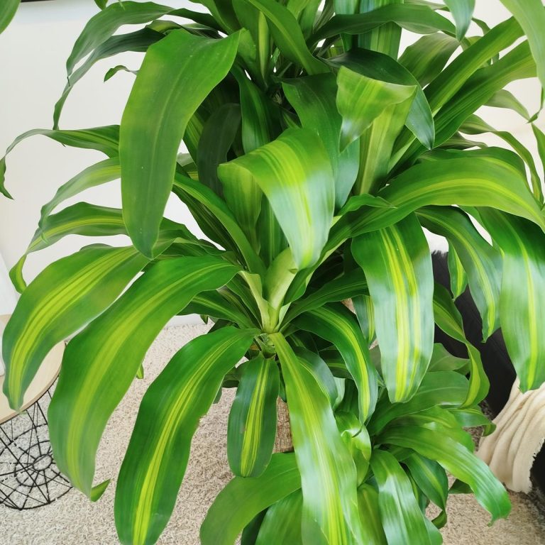 Dracena wonna (Dracaena fragrans 'Massangeana') 150cm
