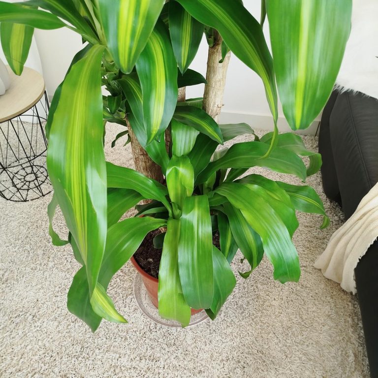 Dracena wonna (Dracaena fragrans 'Massangeana') 150cm